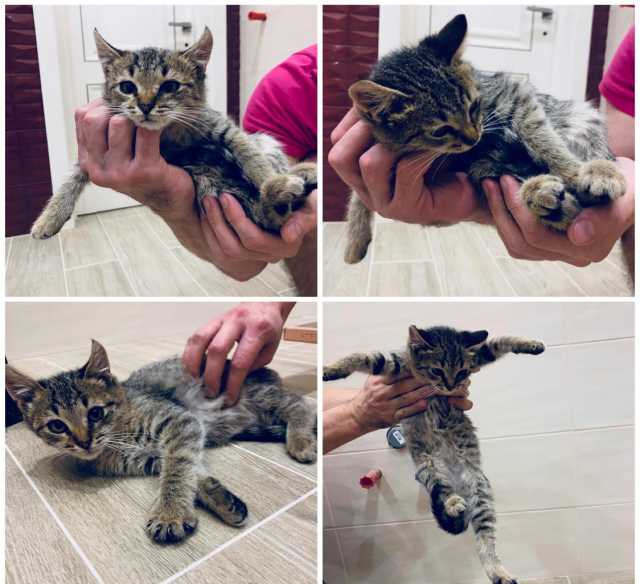 Продам: Котёнок 2,5 месяца ищет дом