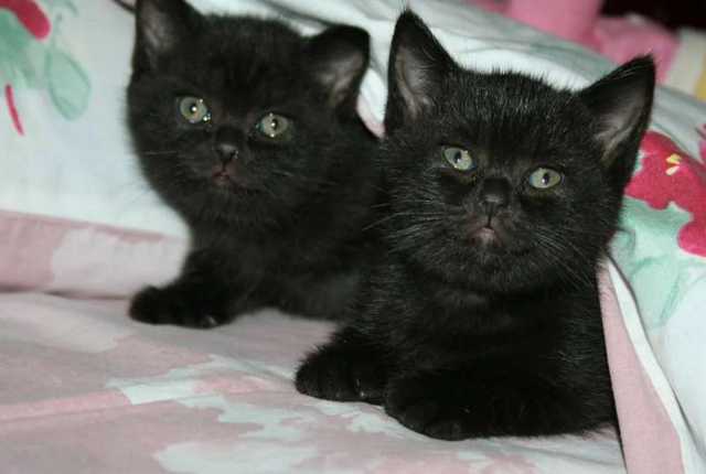 Продам: Черные британские котята с прививками и паспортом