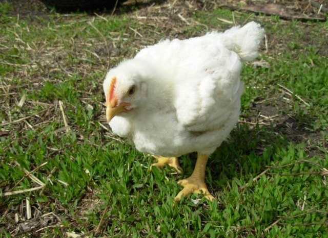 Продам: Бройлерные цыплята и куры живые с доставкой оптом