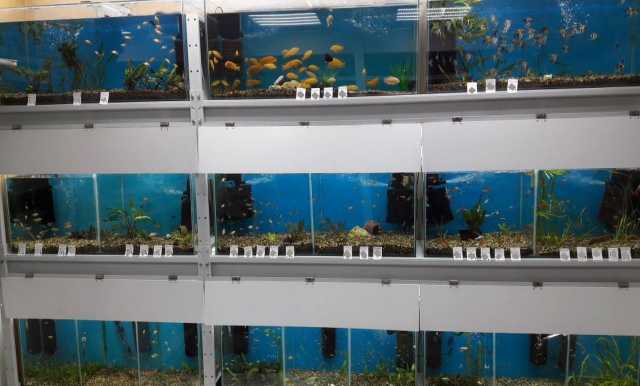 Продам: Аквариумные рыбки (более 50 видов)