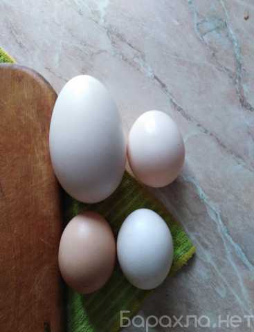 Продам: Яйца домашние