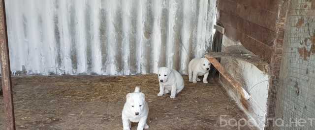 Продам: Продажа щенков среднеазиатской овчарки