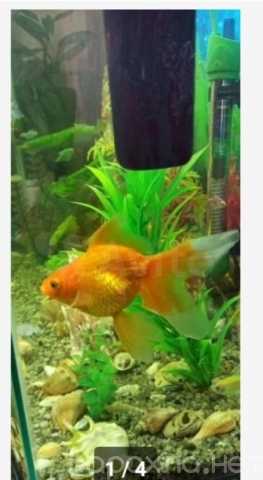 Продам: Золотая рыбка