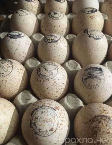 Продам: Инкубационное яйцо индюк Хайбрид Конвертер