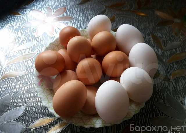 Продам: Яйцо куриное инкубационное,едовое,молоко,утиное
