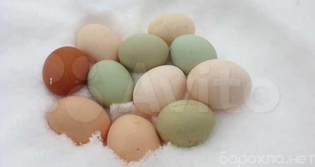 Продам: Домашние куриные яйца